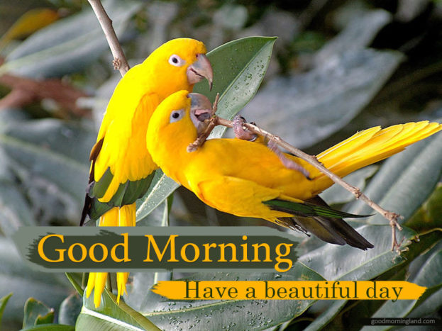 Good Morning Lovely Bird Images Good Morning Images, Quotes, Wishes, Messages, greetings & eCards